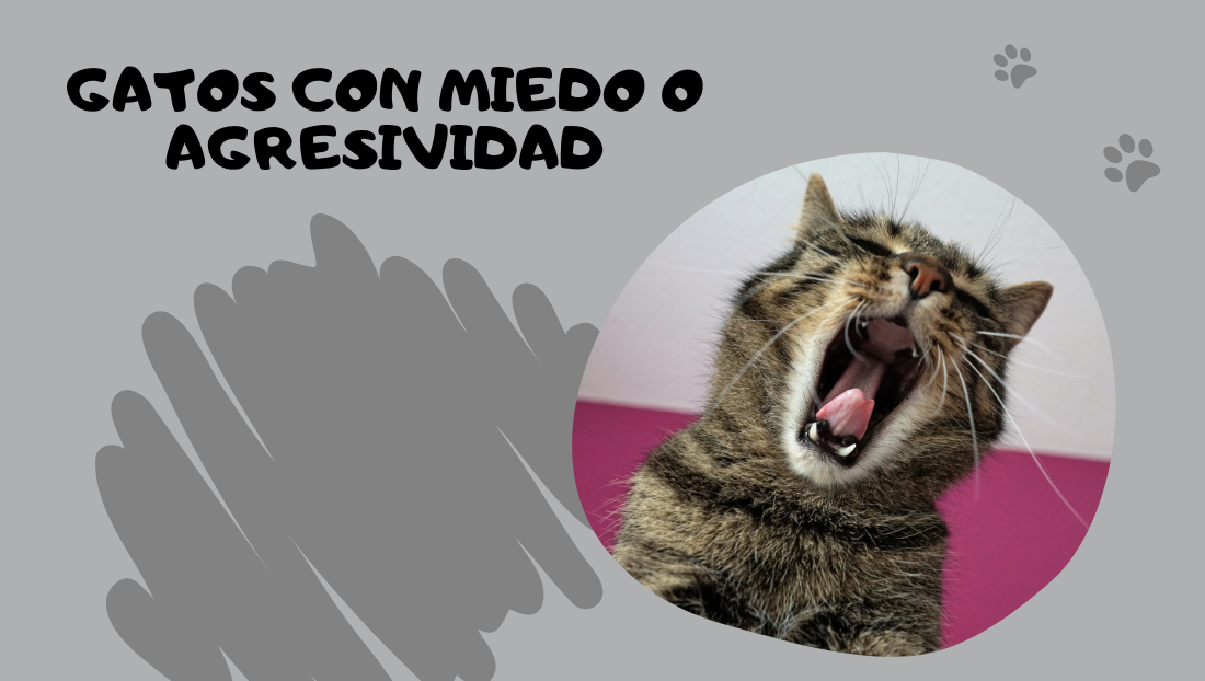 Post blog gatos con miedo o agresividad