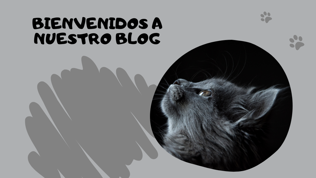 post bienvenidos a nuestro blog Saber Felino