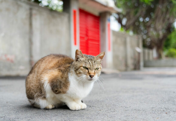 cuidados de un gato callejero post blog saber felino