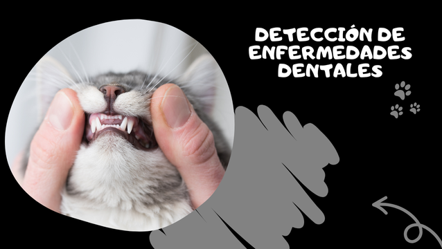 Videoconsejo Saber Felino detección de enfermedades dentales